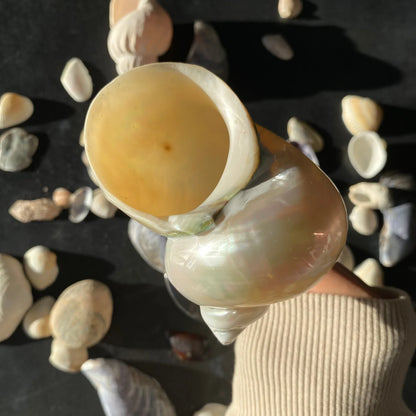 Ariel Şampanya Bardağı